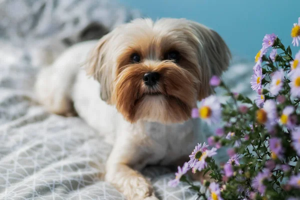 Portrait of a young dog (york) on the bed