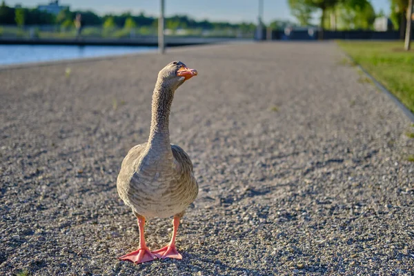 Gray goose is looking to the sky. Gray goose is posing on the camera