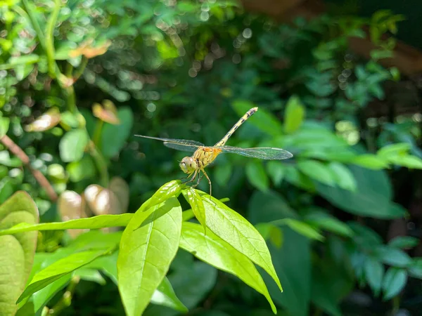 Close Dragonfly Perching Leaves Background — Stock Photo, Image