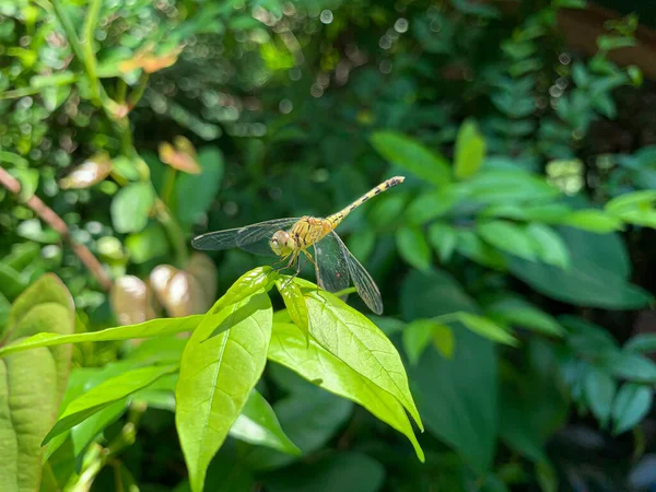 Gros Plan Libellule Perché Sur Fond Des Feuilles — Photo