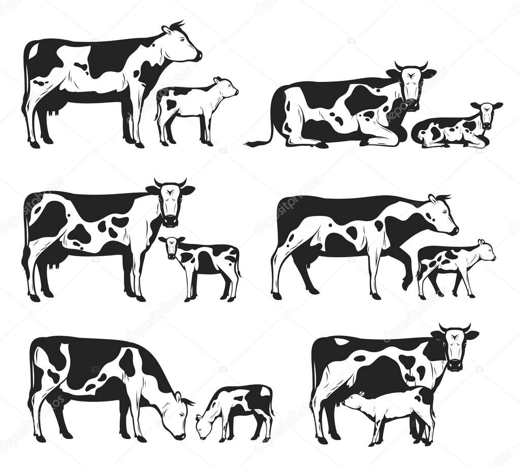Vector holstein cows and calves in different poses isolated on white for farms, groceries, packaging and branding.