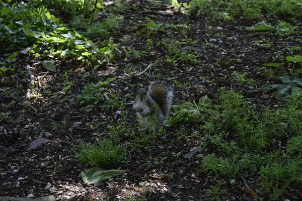 Squirrel Gratuit Dans Forêt — Photo