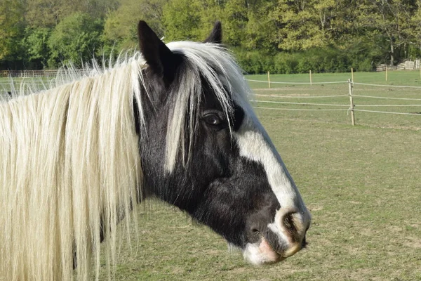 Caballo Muy Curioso — Foto de Stock