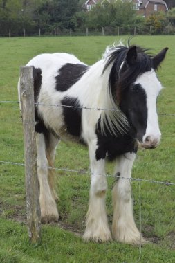Güzel bir at, siyah beyaz.