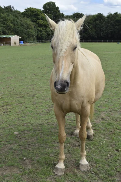 Horse Beautificado Domínio — Fotografia de Stock