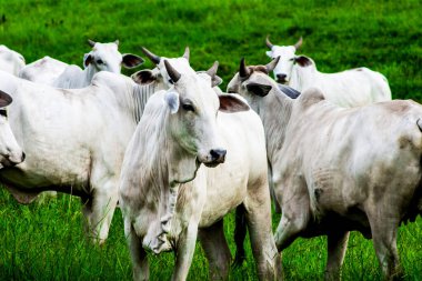 Vacas brancas no pasto