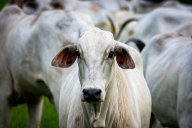 Vacas brancas no pasto