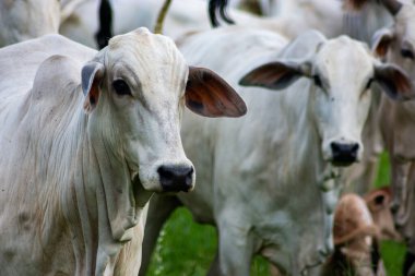 Vacas brancas no pasto