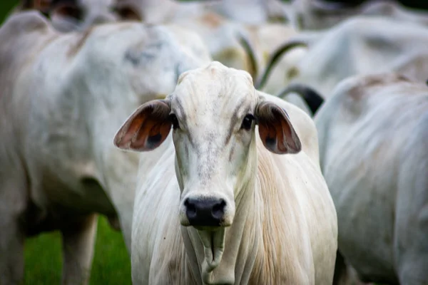 Vacas Brancas Pasto — Stock Photo, Image