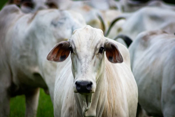 Vacas Brancas Pasto — Foto de Stock