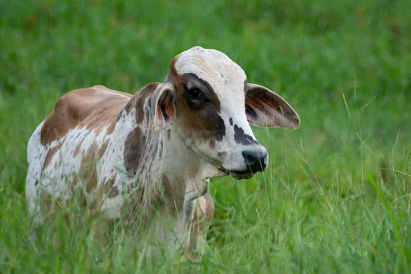 Vaca Pasto Verde —  Fotos de Stock