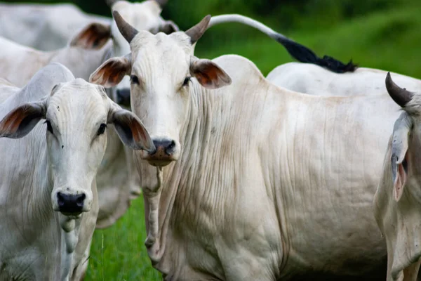 Vacas Brancas Ingen Pasto — Stockfoto
