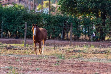 Bir kır çiftliğinde at otluyor.