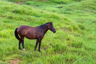 Bir kır çiftliğinde at otluyor.