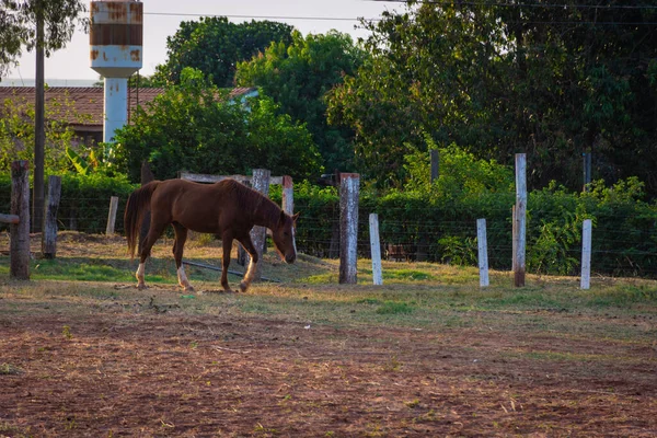 Pastoreo Caballos Una Granja Rural — Foto de Stock