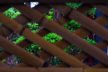 Doku bileşimi: Arka planda yeşil yapraklı bambu çit