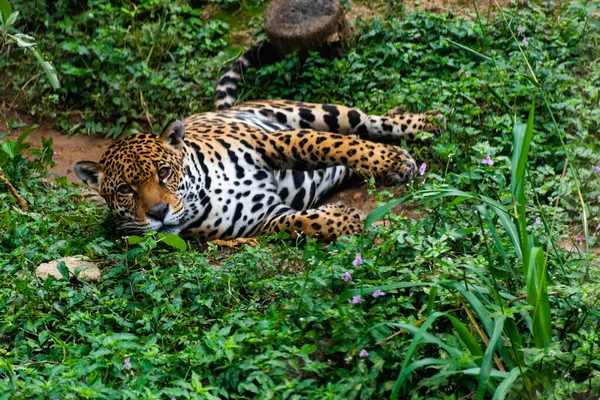 Jaguar Ruht Wald — Stockfoto