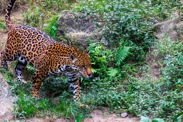 Ягуар Гуляет Лесу — стоковое фото