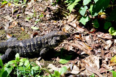 Yeşillikte Teju kertenkelesi