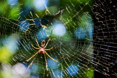 Örümcek ağı örüyor