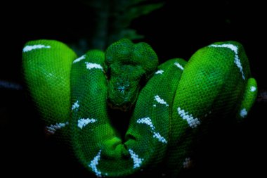 Yeşil ve beyaz yılan bir ağaç dalında kıvrılmış uyuyor.