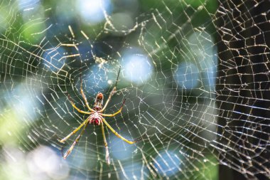 Örümcek ağı örüyor
