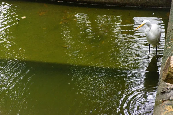 Hayvanat bahçesi gölünde yüzen beyaz kaz, sahilde ağaçlarla