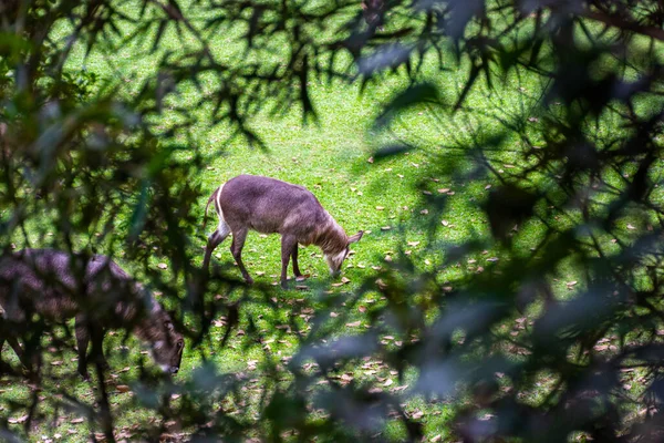 Veado Pasto Verde Emoldurado Por Vários Ramos Folhas Árvore — Fotografia de Stock