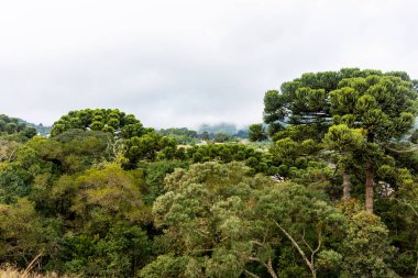 Monte Verde sıradağlarında Araucarias