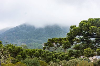 Monte Verde sıradağlarında Araucarias