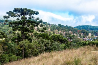 Monte Verde sıradağlarında Araucarias