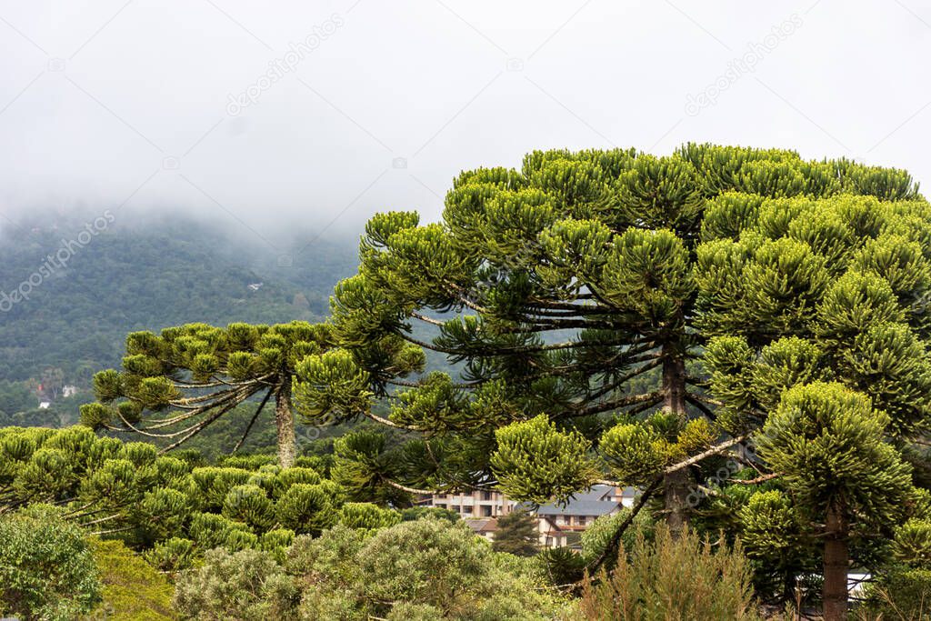 Araucarias in the Monte Verde mountain range