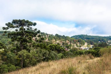 Monte Verde sıradağlarında Araucarias