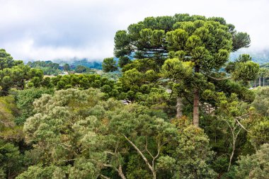 Monte Verde sıradağlarında Araucarias