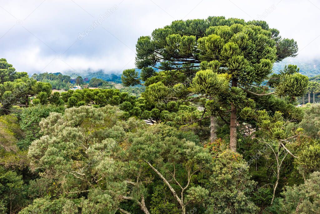 Araucarias in the Monte Verde mountain range