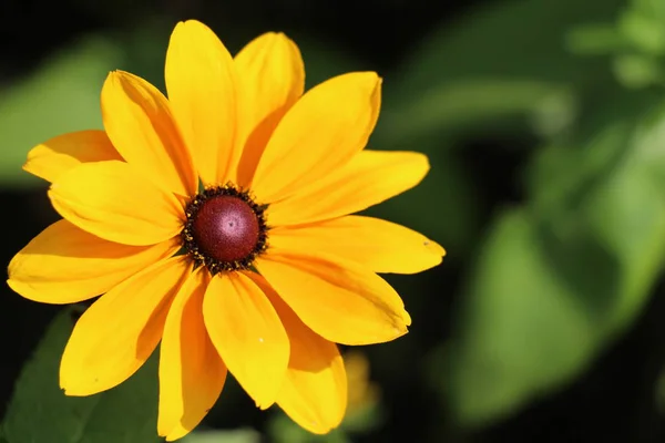 yeşil arkaplanda turuncu çiçek