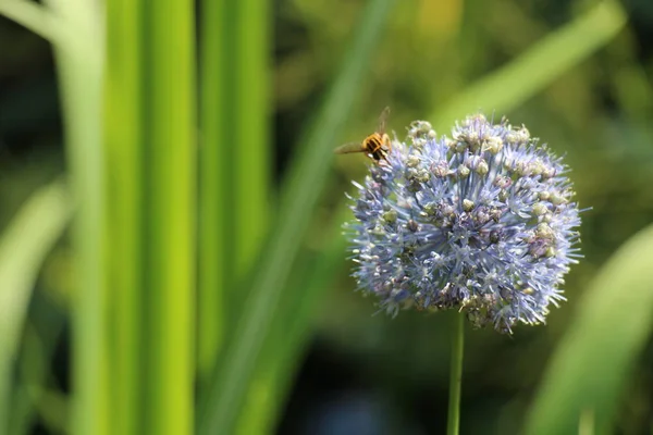 yeşil arka plan üzerinde arı ile mavi çiçek