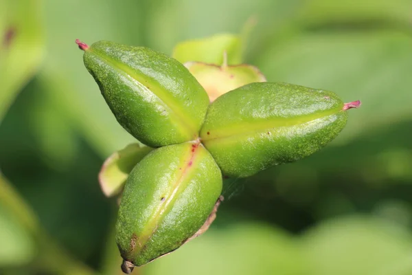 yeşil zemin üzerine yeşil önümüzdeki