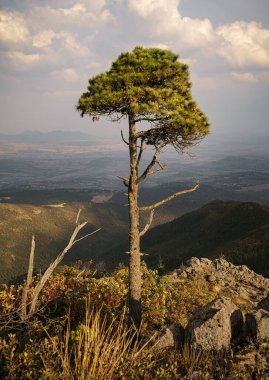 Gün batımında yalnız bir ağaç uçurumun kenarında.