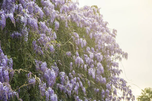 Purple wisteria flowers in the spring garden