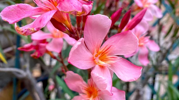Närbild Den Rosa Blomman Oleanderväxt — Stockfoto