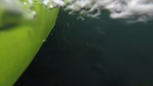 Stock Vídeo Clipe Canoagem Plantas Encontradas Vivendo Lago Subaquático — Vídeo de Stock