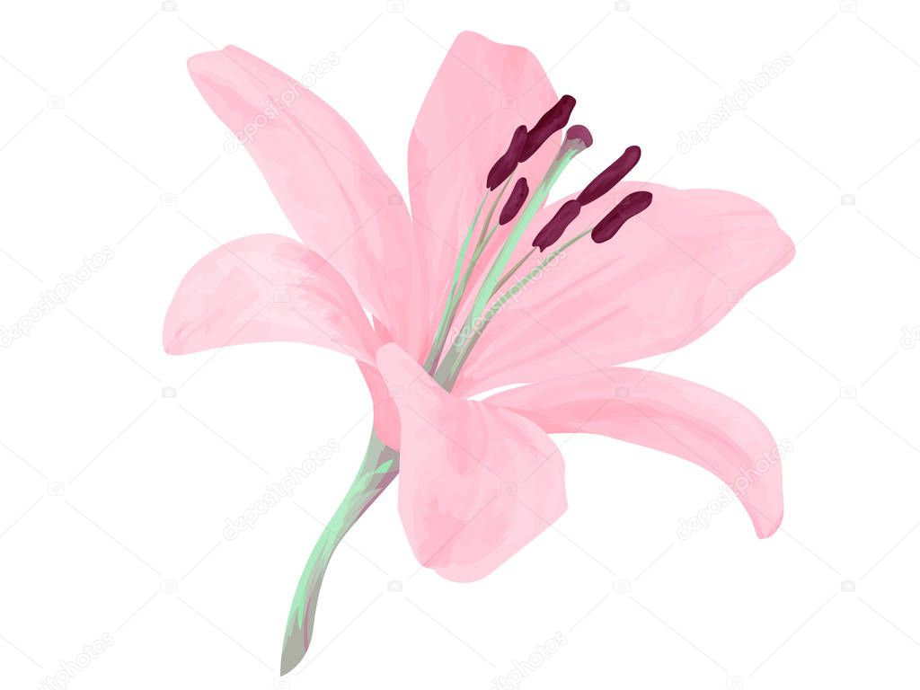 Vector isolated lily flower. Delicated pink delicated petals. Realism. Beauriful combination of colors. Object with transparent. EPS 10