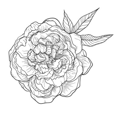 Çizgi sanat el şakayık çiçek çizilmiş. Basit ve şık