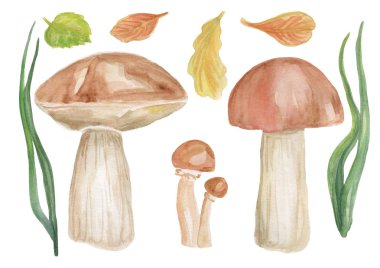 Mantar elle çizilmiş suluboya çizimler. Sonbahar koleksiyonu. Orman seti.