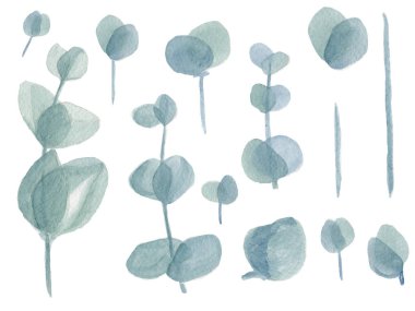 Suluboya okaliptüs yaprakları seti, gümüş dolar okaliptüs ağacı yaprakları.