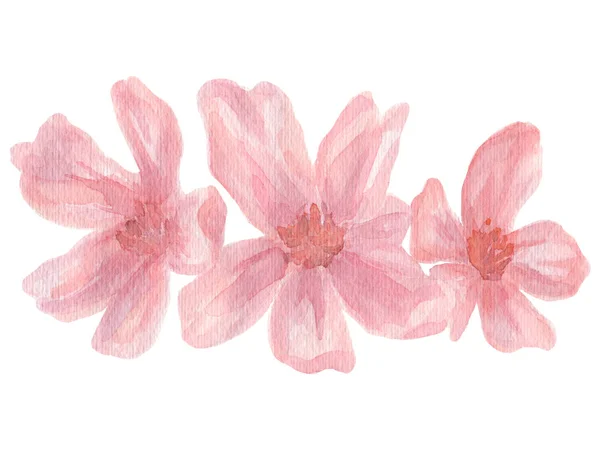水彩桜、白い背景にピンクの桜. — ストック写真
