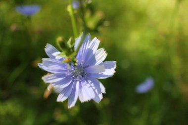Mor hindiba çiçeklerine yakın çekim. Yaz otlağında şifalı ot.