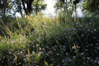 Ağaçlı ve beyaz koronillası olan yaz manzarası çayırda yabani çiçeklerle doludur. Seçici odak