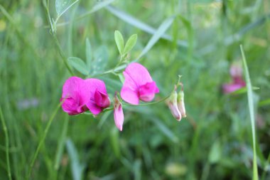 Doğal yeşil arka plandaki çimenlikte fotokopi alanı olan pembe, tatlı bezelye çiçeklerine yakın plan. Seçici odak